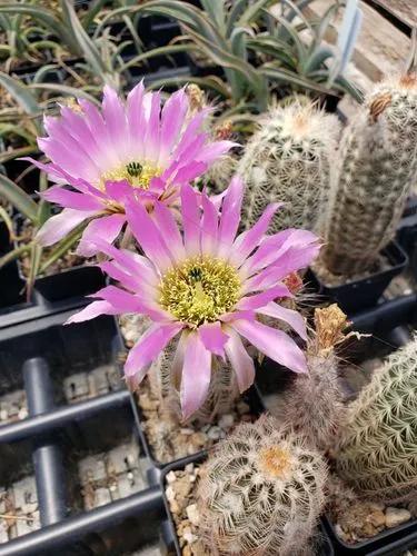 Bailey's Hedgehog Cactus