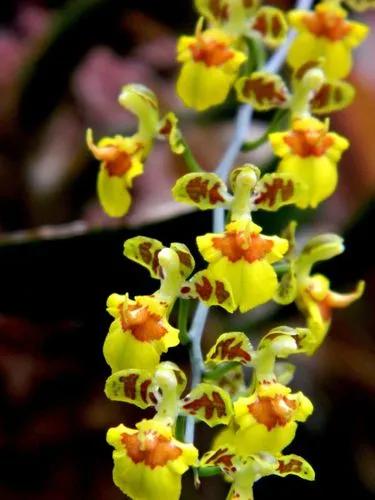 Oncidium Longicornu