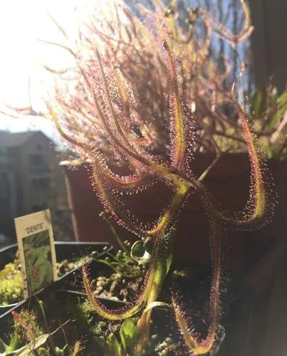 Forked-leaf Sundew