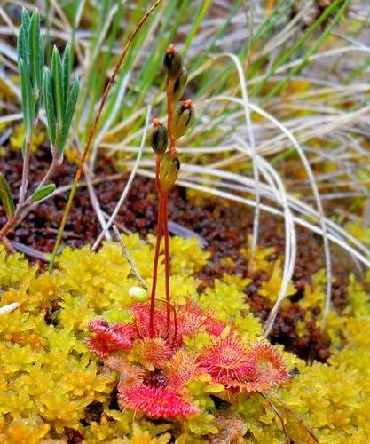 Sundew Plant