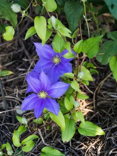 Evison Clematis