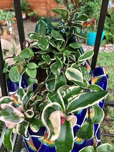 Hoya Carnosa Crispa Variegata’