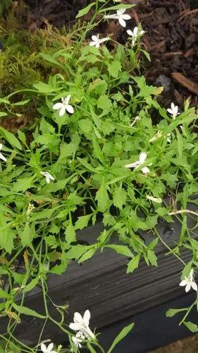 Rapuntium Angulatum