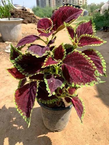 Coleus