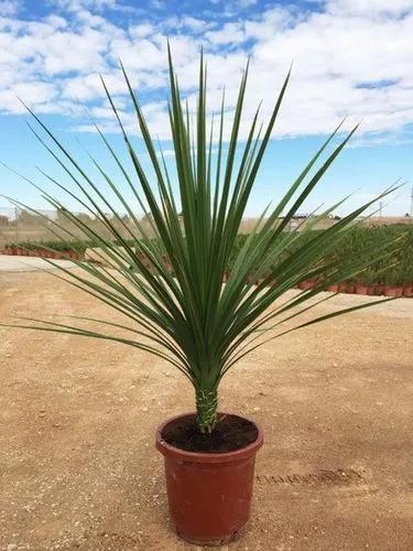 Mountain cabbage tree