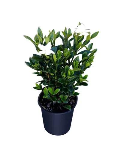 Cape Jasmine