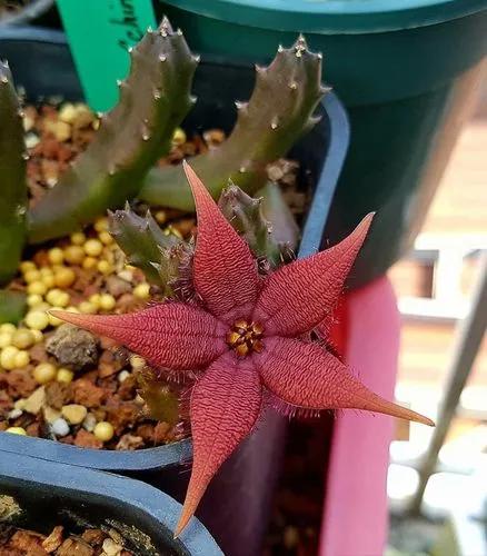 Stapelia Schinzii