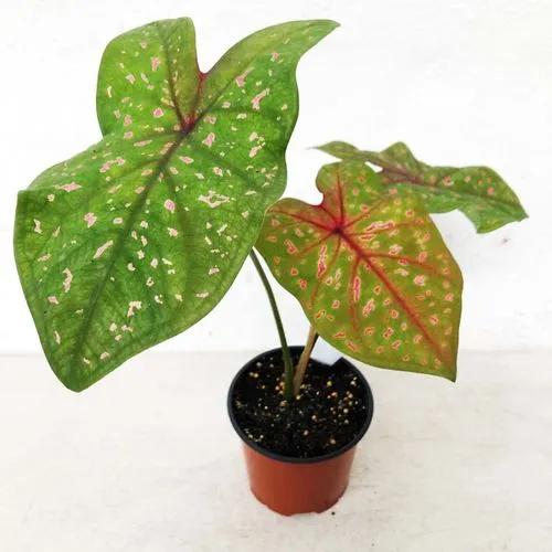 Poison Dart Frog Caladium