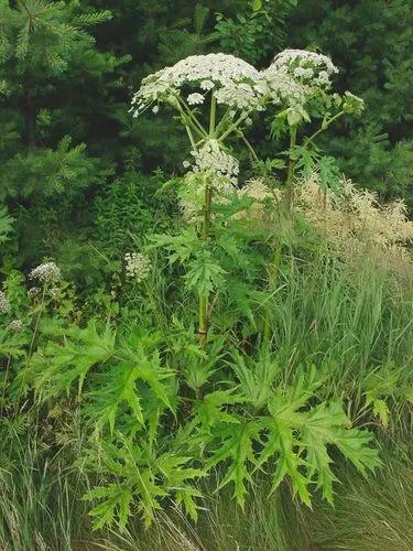 Heracleum Mantegazzianum