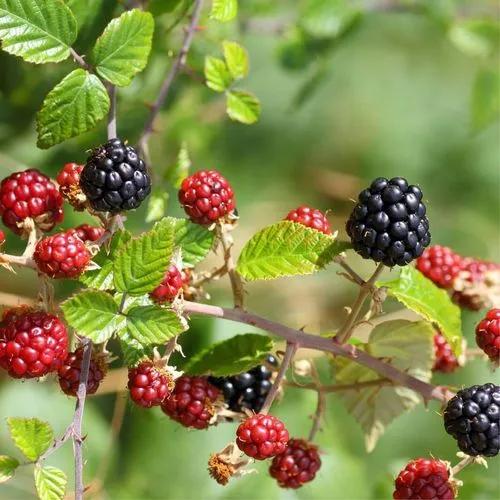 Elm-leaf Blackberry