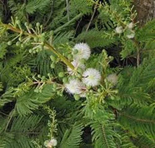 Prairie Acacia