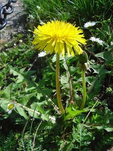 Taraxacum Mattmarkense