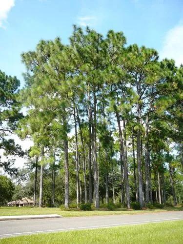 Longleaf Pine