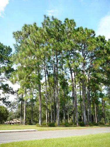 Longleaf Pine