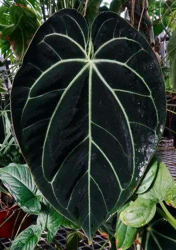 Anthurium Radican