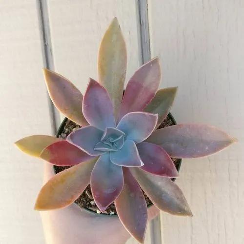 Echeveria Fred Ives