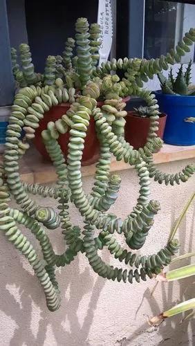 Worm Plant