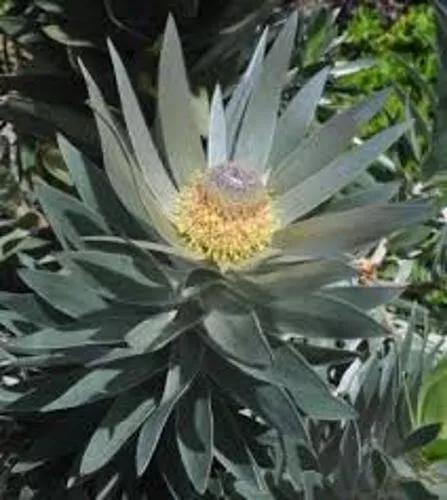Silver Tree