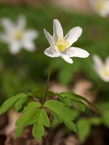 Anemone Nemorosa