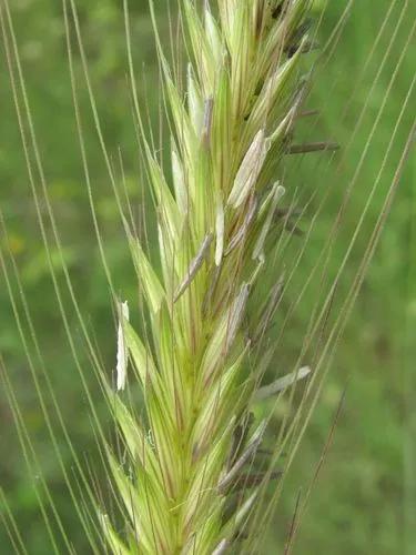 Hordeum Bulbosum