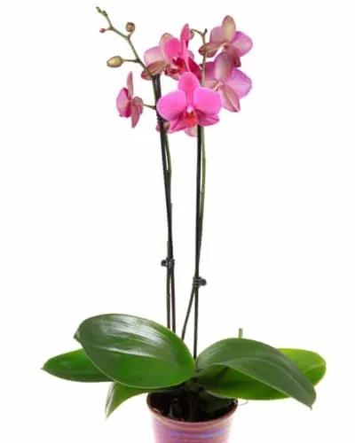 Moth Orchid