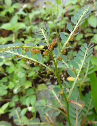 Phyllanthus Phillyreifolius