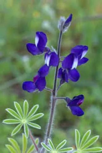 Small-Flowered Lupine