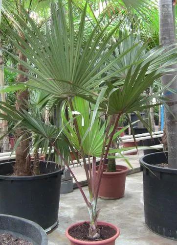 Red Latan Palm