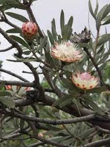 Common Protea