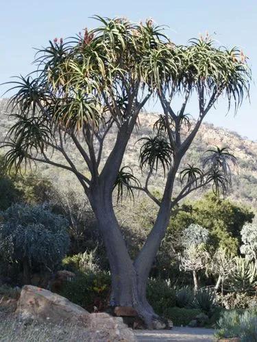 Tree Aloe