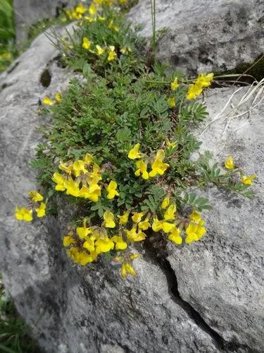 Horseshoe Vetch