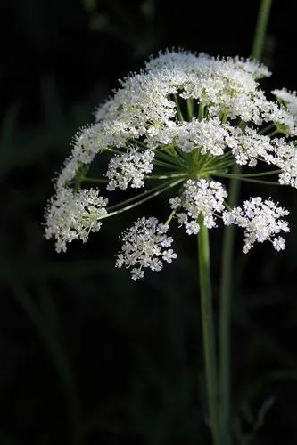 Laserpitium Halleri