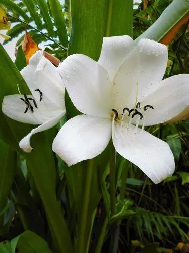 Crinum Jagus