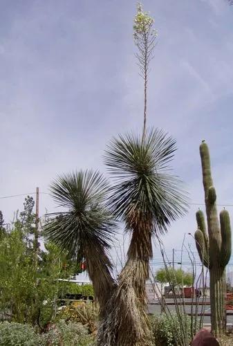 Soaptree Yucca