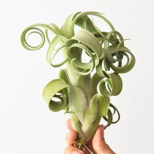 Tillandsia Curly