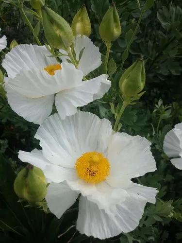 California Tree-poppy