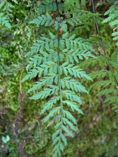 Brittle bladder fern