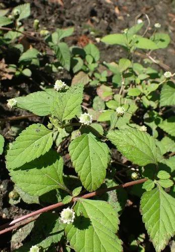 Phyla Scaberrima