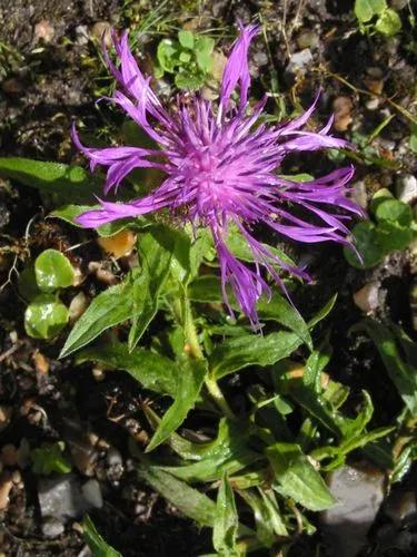 Centaurea Uniflora