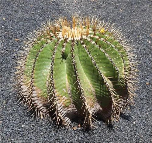 Ferocactus schwarzii