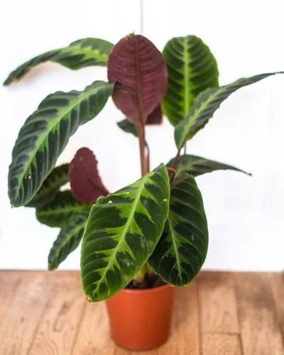 Rose-painted Calathea