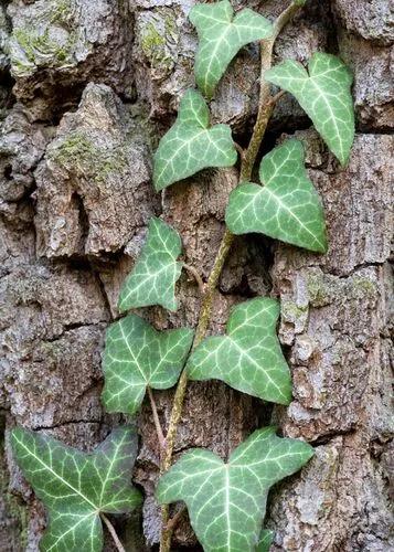 The Common Ivy