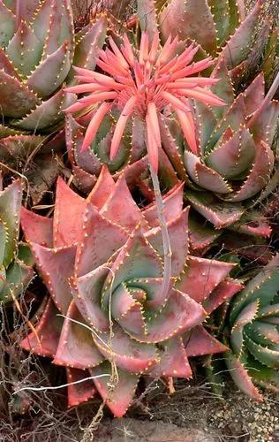 Red Aloe