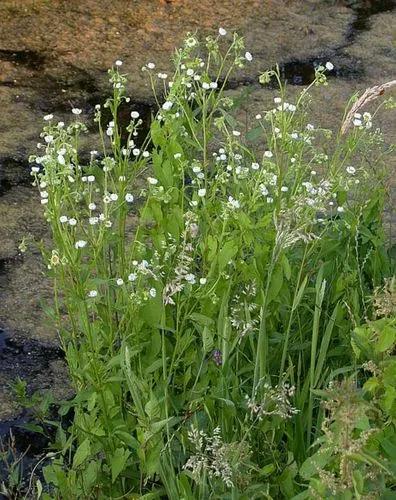 Tall Fleabane