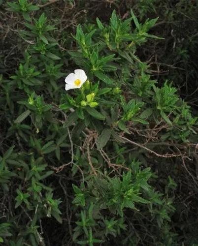 Cistus Monspeliensis