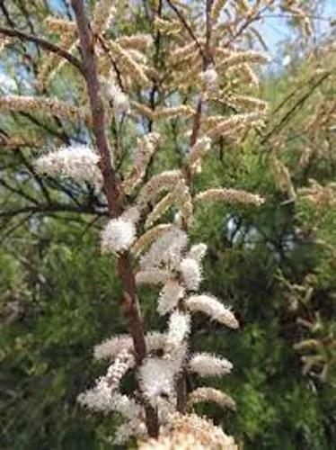 African Tamarisk