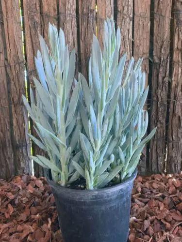 Senecio 'mount Everest'