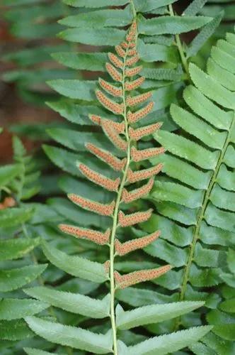 Christmas Fern