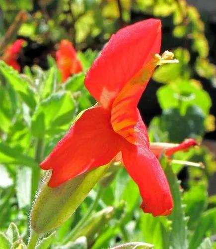 Scarlet monkeyflower