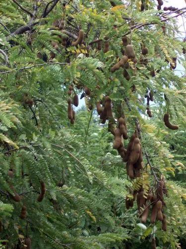 Indian Tamarind